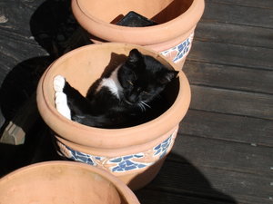 Blackie gequetscht.jpg