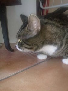 Unser Feli guckt  skeptisch.JPG