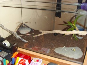 Terrarium bearbeitet 2.jpg