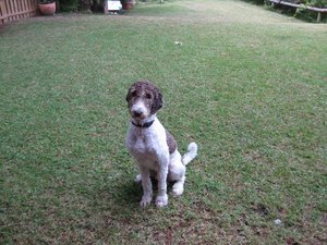 IMG_2585 - Kopie.JPG