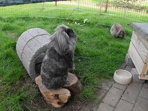 hasen und fahrÃ¤der 117.jpg