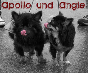 apollo&angie.jpg