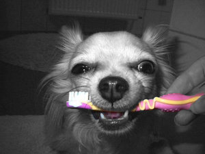 zÃ¤hneputzen (1).jpg