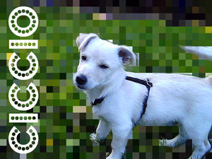 ciccio.jpg ciccio.jpg