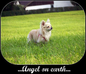 ...angel on earth....jpg