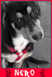 Nerolein.jpg Nerolein.jpg