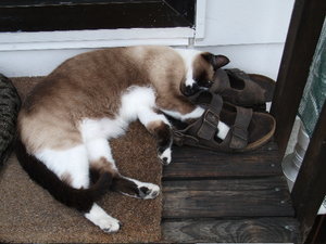 muede im schuh.jpg muede im schuh.jpg