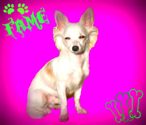 fame staubsauger.jpg