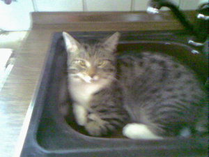 Umberto in der SpÃ¼le.jpg