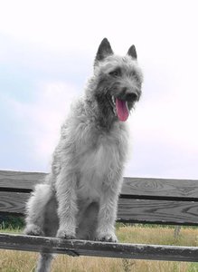 testschaf.jpg testschaf.jpg