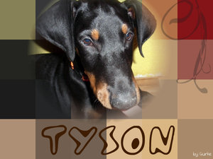 tyson20und20aika20011[1]p.g.jpg