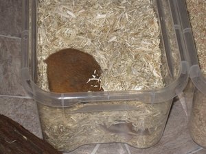 buddeln im hanfstreu.JPG