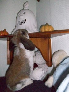 100_6266 (450 x 600).jpg