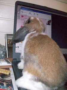 100_6308 (450 x 600).jpg