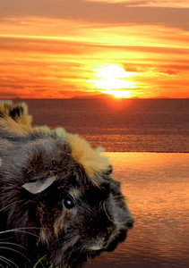 Tierforum Wettbewerbs.jpg