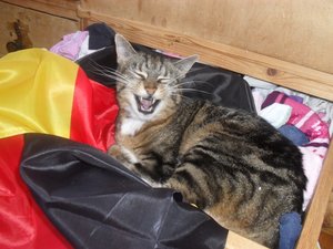 Katzen - BeiÃŸ gleich! 2010 027.jpg