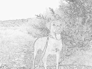 SDC19644-1.JPG SDC19644-1.JPG