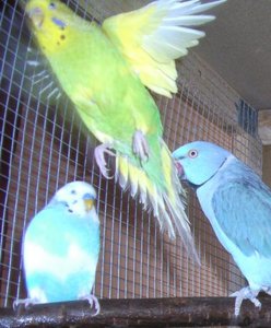 Meine Flugmonster 022.JPG