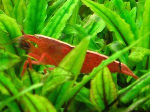 garnele seitlich.JPG