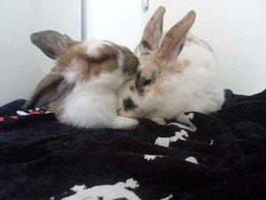 SL374237.jpg SL374237.jpg