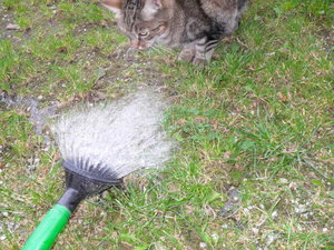 Bilder gemischt 100.JPG