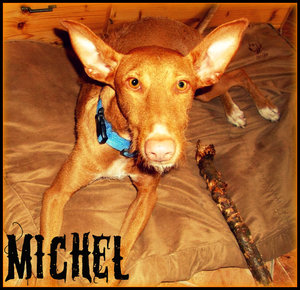 Michel3.jpg