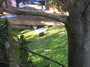 Findus Meerschwein.jpg