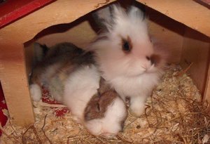 MÃ¶hre und Wolle.JPG