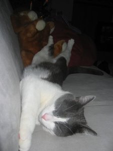 Merlin u. Mogli 003.jpg