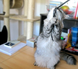 Nero lang fÃ¼r Wettbewerb.jpg