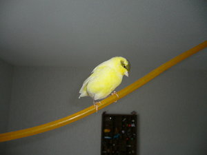 Rambo und Jolly 017.jpg