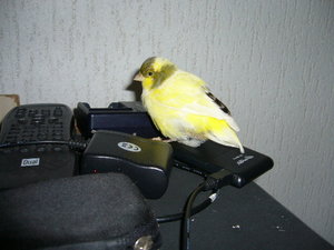 Rambo und Jolly 019.jpg