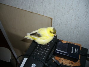 Rambo und Jolly 025.jpg