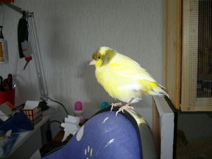 Rambo und Jolly 040.jpg