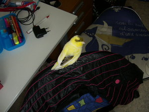 Rambo und Jolly 054.jpg