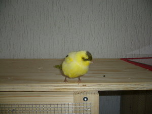 Rambo und Jolly 062.jpg