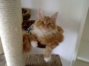 Azrael Kratzbaum.jpg