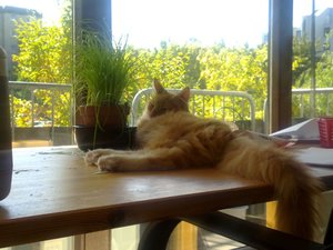 Azrael Schreibtisch.jpg