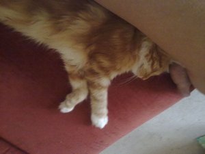 Azrael und mein Bein4.jpg