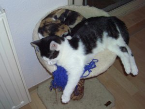 sÃ¼ÃŸ wie sie schlafen.JPG