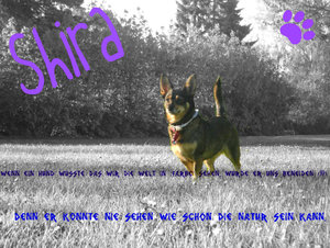 Bearbeitet_Shira1.jpg