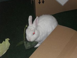 kaninchen Fine u. Merlin und Salonbilder 032.JPG