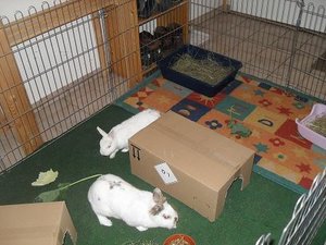 kaninchen Fine u. Merlin und Salonbilder 030.JPG