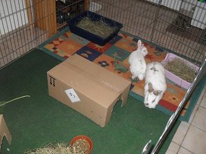 kaninchen Fine u. Merlin und Salonbilder 031.JPG