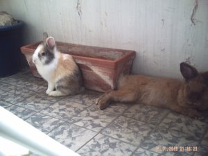 Callou mit Simba.JPG