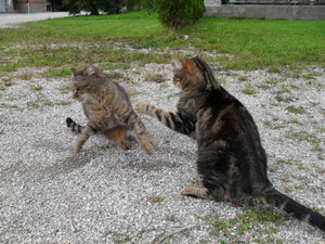 Bilder gemischt 118.JPG