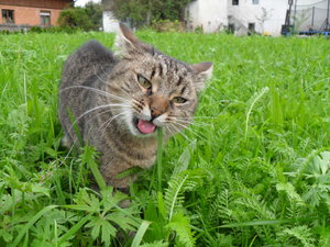 Bilder gemischt 143.JPG