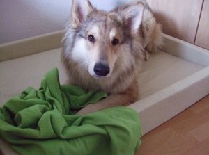 Rocky im September im neuen Bett klein.JPG