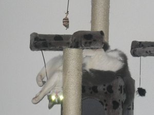 Merlin u.Mogli 001.jpg