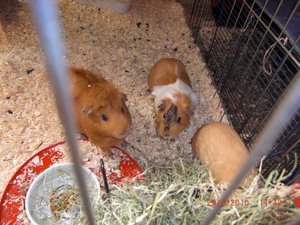 forum benno milky shiny 1.jpg